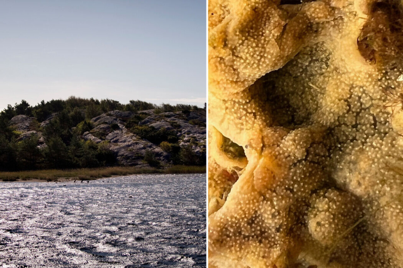 Den främmande arten havsspya har påträffats i Sverige.